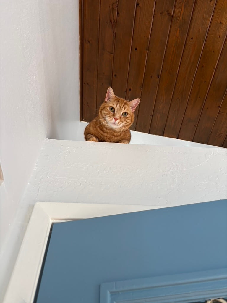 An orange tabby cat sits on a high white ledge near the ceiling, looking down. The background includes a wooden ceiling and a blue wall below.