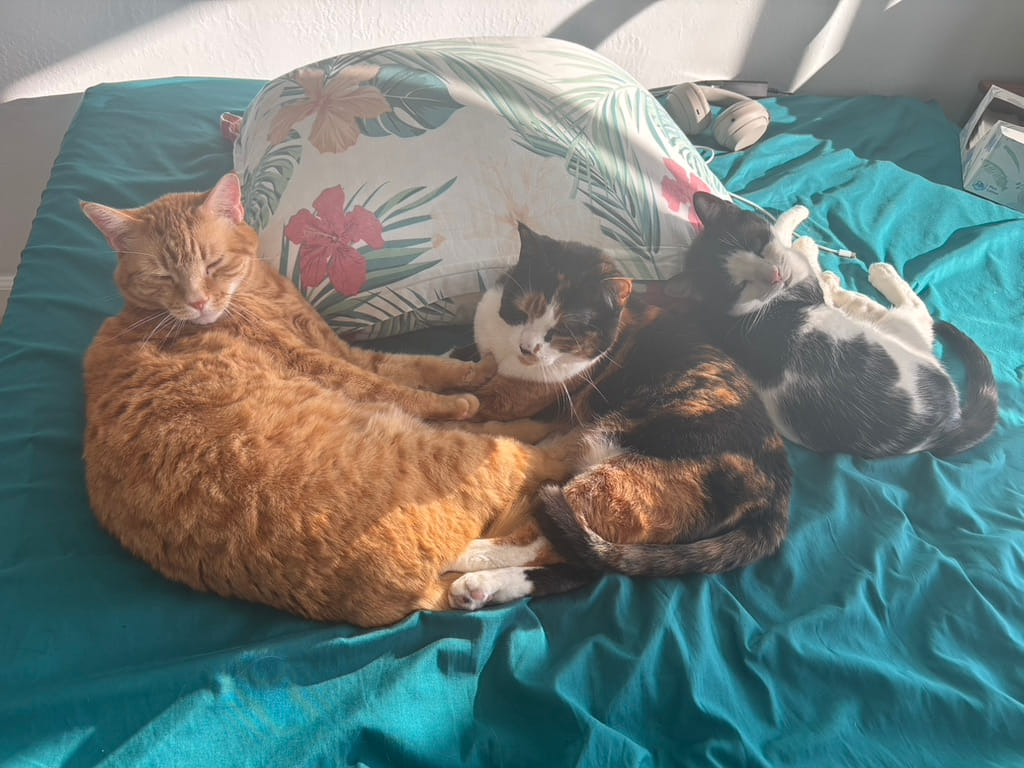 Three cats snuggled together on a teal bed in a sunbeam. On the left, a large orange tabby cat is lying with eyes closed, partially curled around a calico cat in the middle who is resting calmly with eyes half open. On the right, a smaller black-and-white cat is curled up tightly, sleeping. Behind them is a white pillow with a tropical leaf and flower pattern. The scene is peaceful and bathed in warm sunlight.