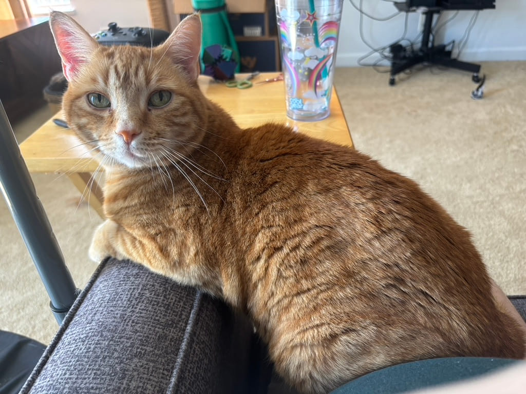 A large orange tabby cat lounges comfortably on the arm of a gray couch, looking directly at the camera with a relaxed but attentive expression. In the background, a wooden coffee table holds a colorful unicorn tumbler, a game controller, and scattered items. Sunlight filters in through a nearby window, creating a cozy indoor scene.