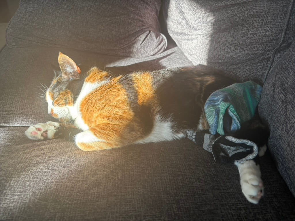 A calico cat naps on a dark gray couch, bathed in warm sunlight. Her front paws are tucked under her head, while her back legs stretch out beside a small bundle of colorful socks. The light catches the orange in her fur, adding to the cozy, peaceful scene.